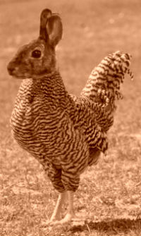 chicken-with-rabbit-head-bw-200-335-22.jpg