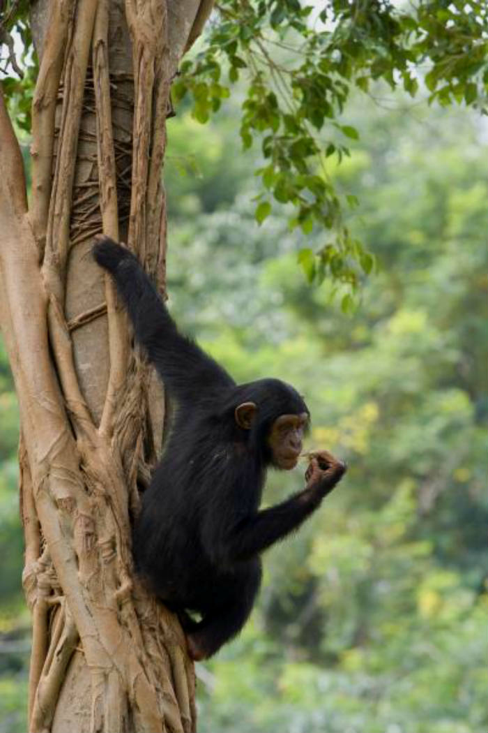 young chimpanzee in a tree