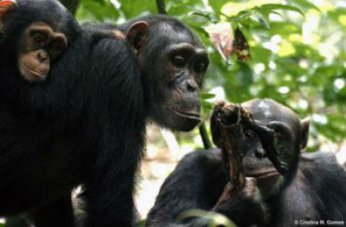 Two adult chimpanzees with infant chimp