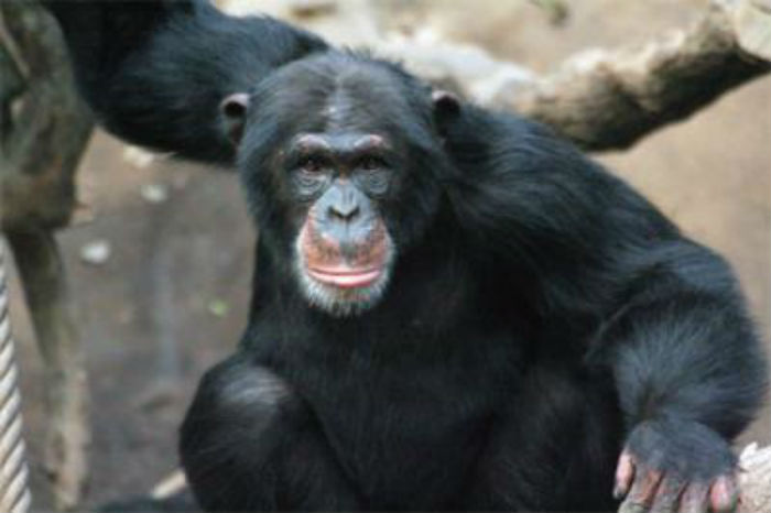 adult male chimpanzee