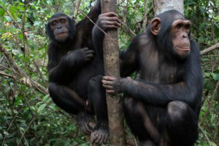 two chimpanzees in a tree