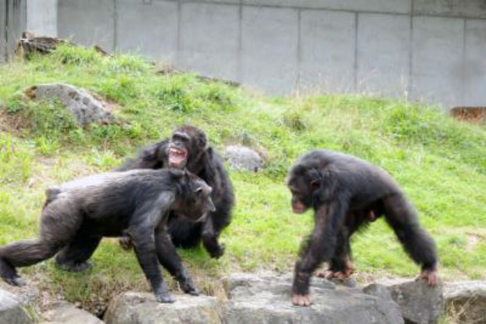 chimpanzees in conflict