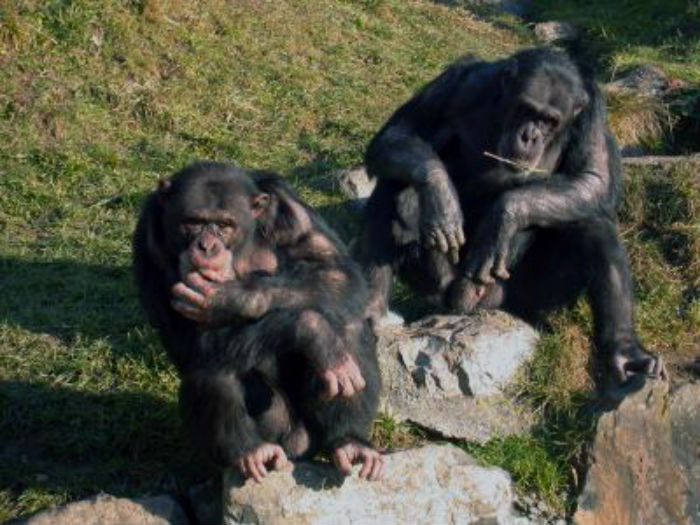 meditative chimpanzees