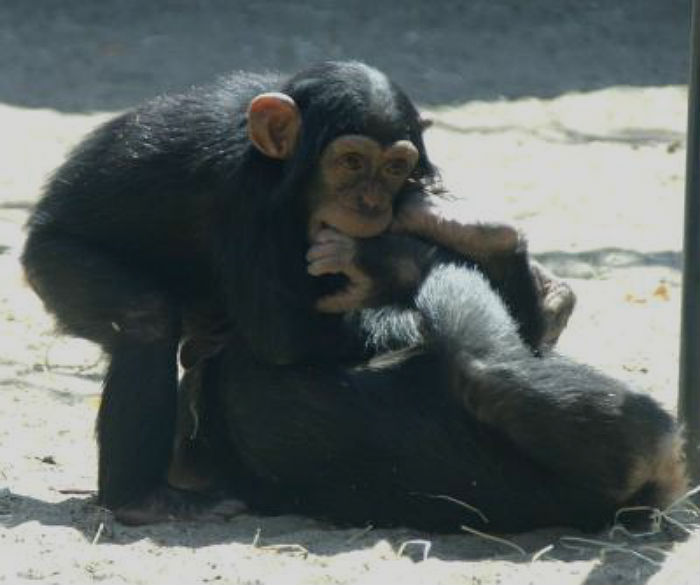 Two infant chimpanzees at play