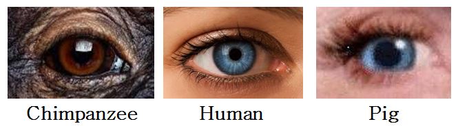 pig and human eyes