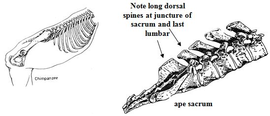 chimpanzee pelvis