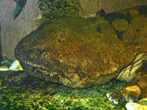 Chinese Giant Salamander