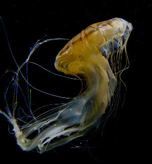 jellyfish