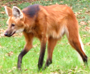 Maned wolf (Chrysocyon)