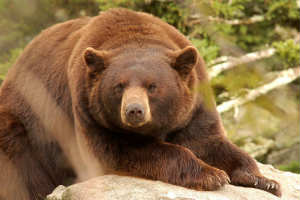 Cinnamon Bear