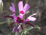 Clarkia xantiana