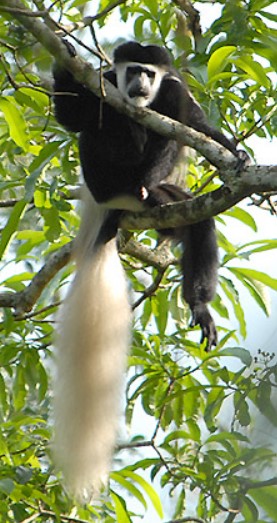 colobus monkey