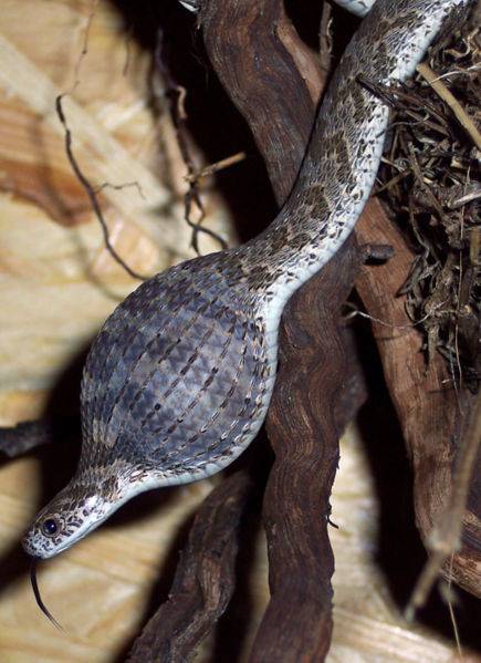 What do snakes eat? - About Snakes - Online Biology Dictionary What do snakes eat? - About Snakes - Online Biology Dictionary