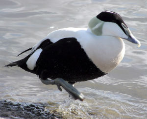 Common Eider