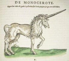 unicorn