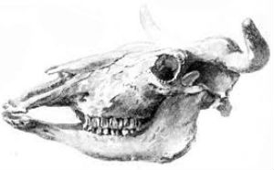 Cow skull