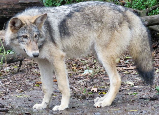 f1 wolf hybrid