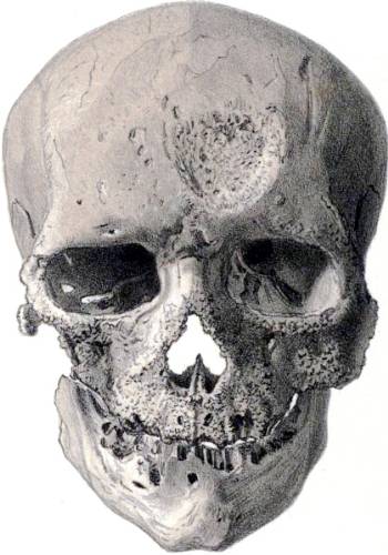 cro-magnon-skull-350-500-31.jpg