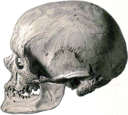 Cro-Magnon skull, lateral view