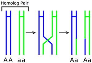 crossing over in meiosis