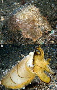 Cuttlefish camouflage