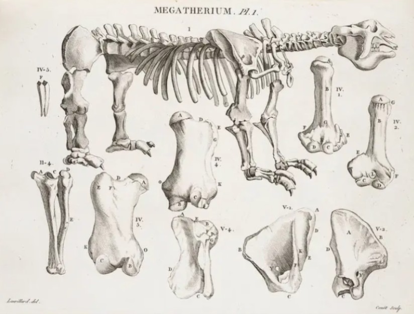 cuvier megatherium
