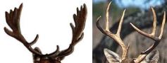 Deer antlers compared