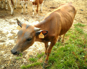 deer-cow hybrid