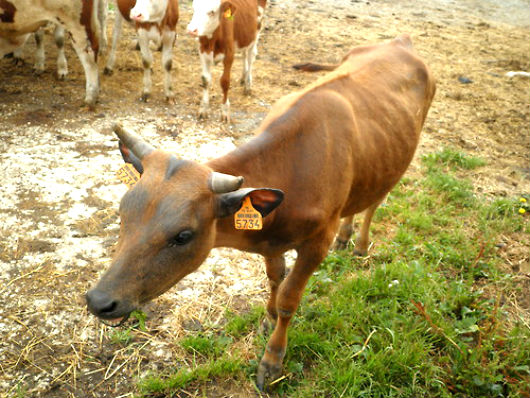 picture of a deer-cow hybrid