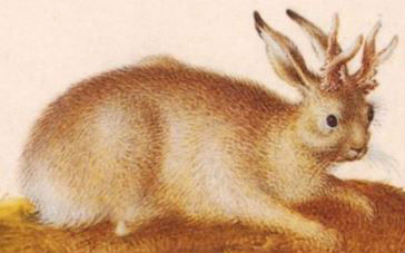 deer-hare hybrid