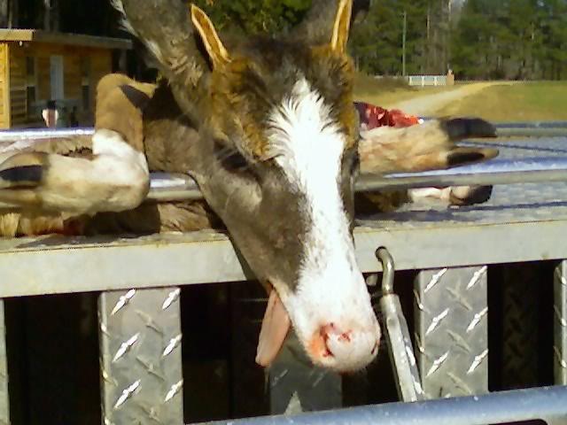 deer-horse hybrid