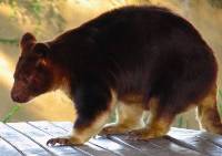Goodfellow's Tree Kangaroo Dedrolagus goodfellowi