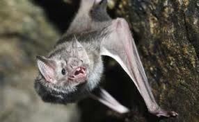 Vampire bat