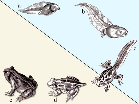 Diagram of frog life cycle