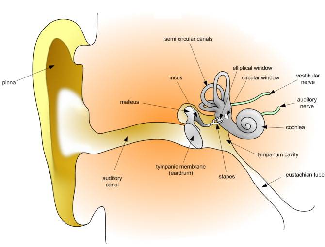 Diagram of the ear