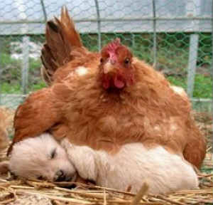 dog-chicken hybrids