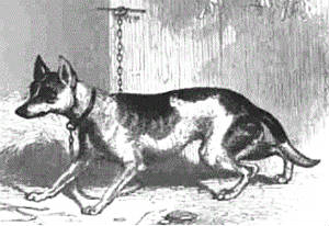 Dog-fox hybrid
