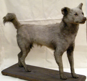 fox-dog hybrid