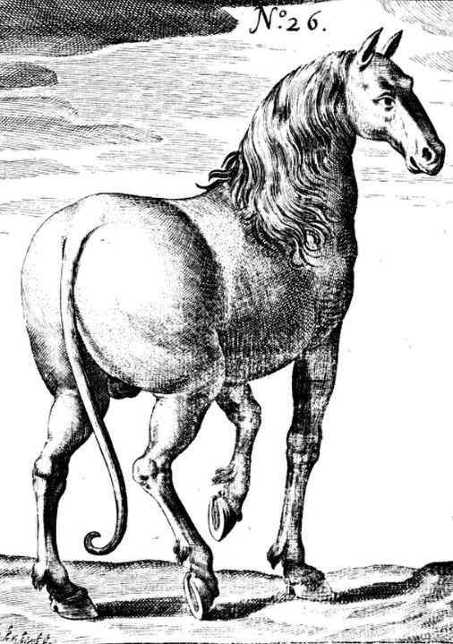 dog-horse hybrid