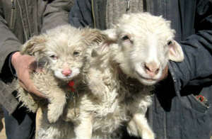 Dog-sheep Hybrids - Mammalian Hybrids 