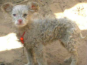 dog-sheep hybrid