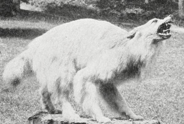 Wolf dog hybrid deals white