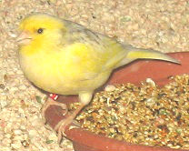 canary bird