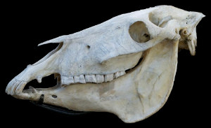 Donkey skull