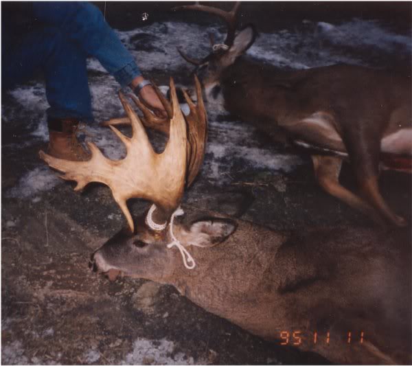 moose-deer hybrid