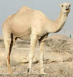 dromedary