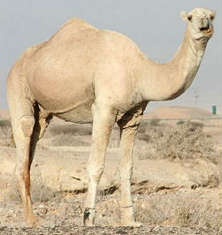 dromedary