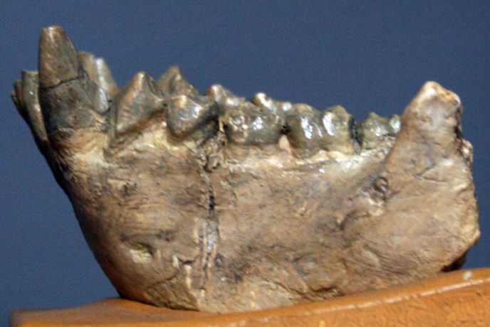 Picture of a dryopithecine mandible