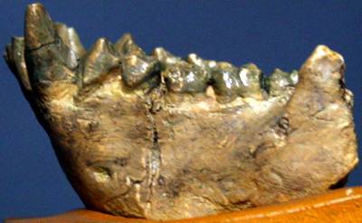 dryopithecines