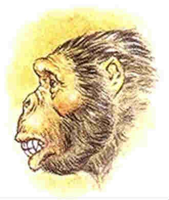 Dryopithecus